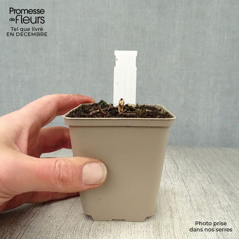 Amostra de Kalimeris mongolica Antonia - Aster de Mongolie Vaso de 8/9 cm tal como entregue no inverno