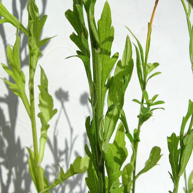 Kalimeris pinnatifida var. hortensis (Folhagem)