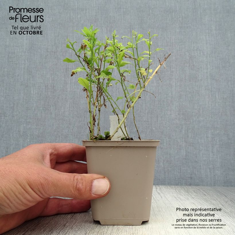 Amostra de Kalimeris pinnatifida var. hortensis Vaso de 8/9 cm tal como entregue no outono