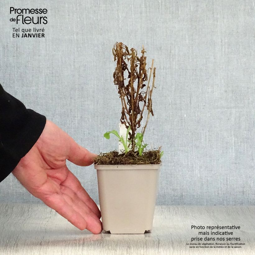 Amostra de Kalimeris pinnatifida var. hortensis Vaso de 8/9 cm tal como entregue no inverno