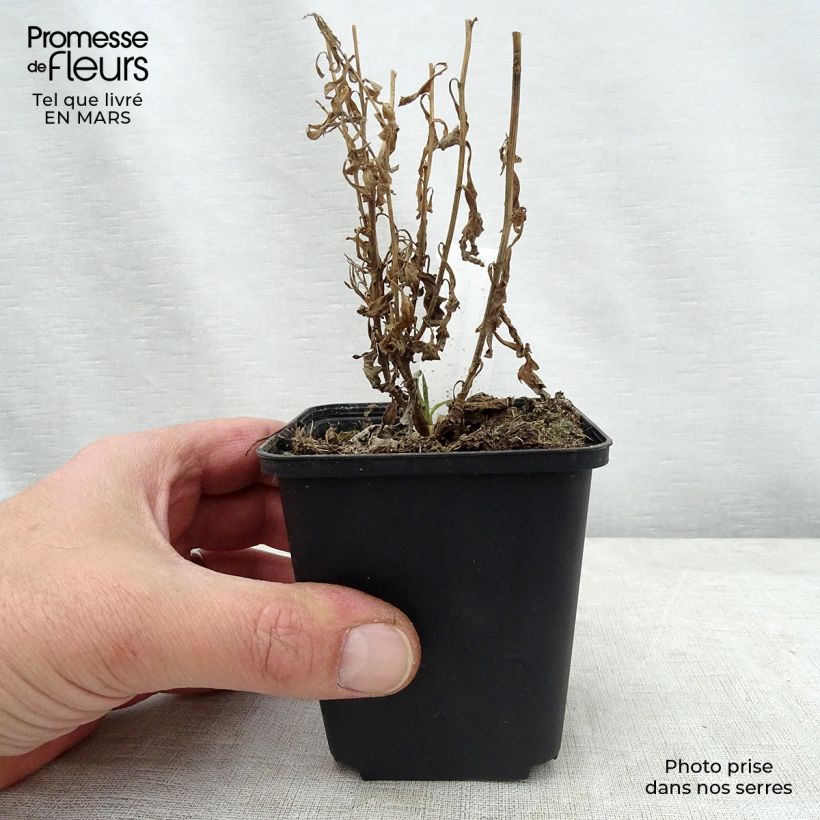 Amostra de Kalimeris pinnatifida var. hortensis Vaso de 8/9 cm tal como entregue na primavera