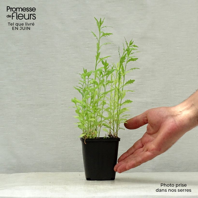 Amostra de Kalimeris pinnatifida var. hortensis Vaso de 8/9 cm tal como entregue no verão