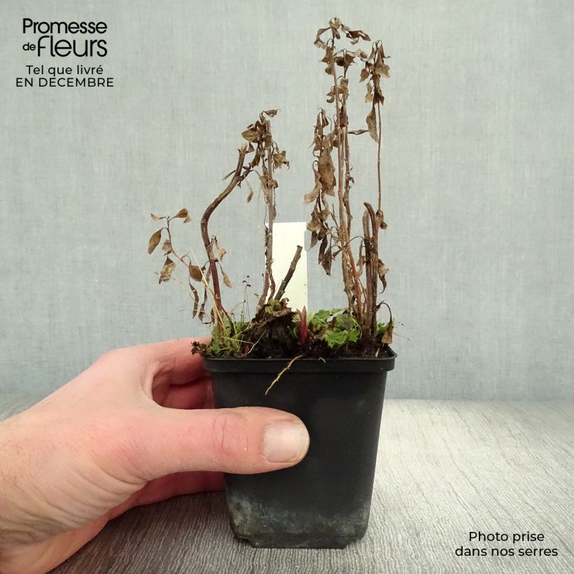 Amostra de Kalimeris yomena Shogun Vaso de 8/9 cm tal como entregue no inverno