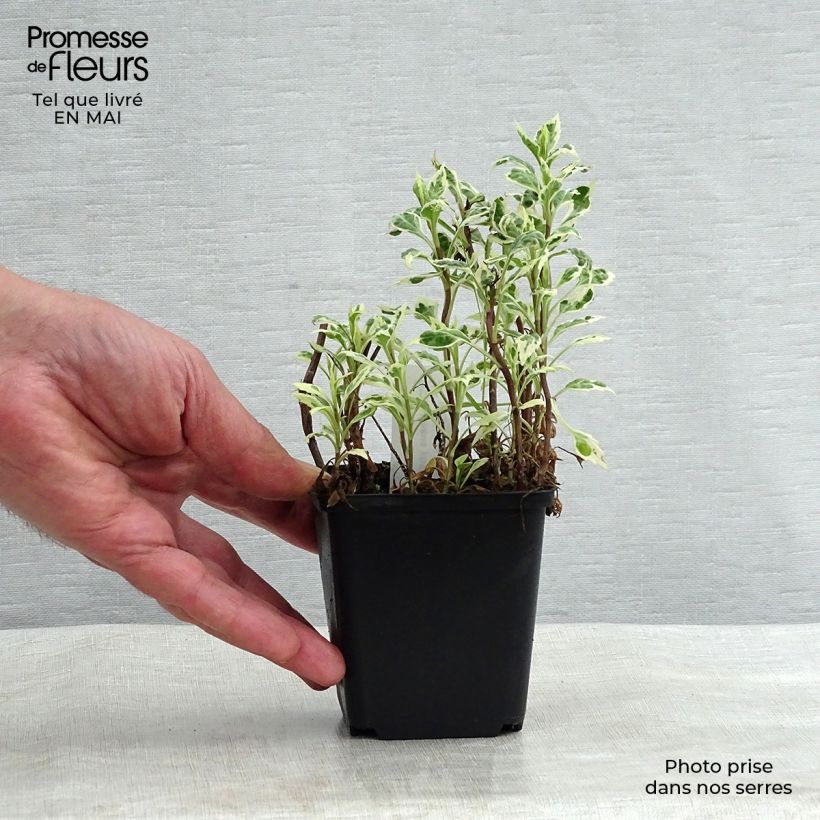 Amostra de Kalimeris yomena Shogun Vaso de 8/9 cm tal como entregue na primavera