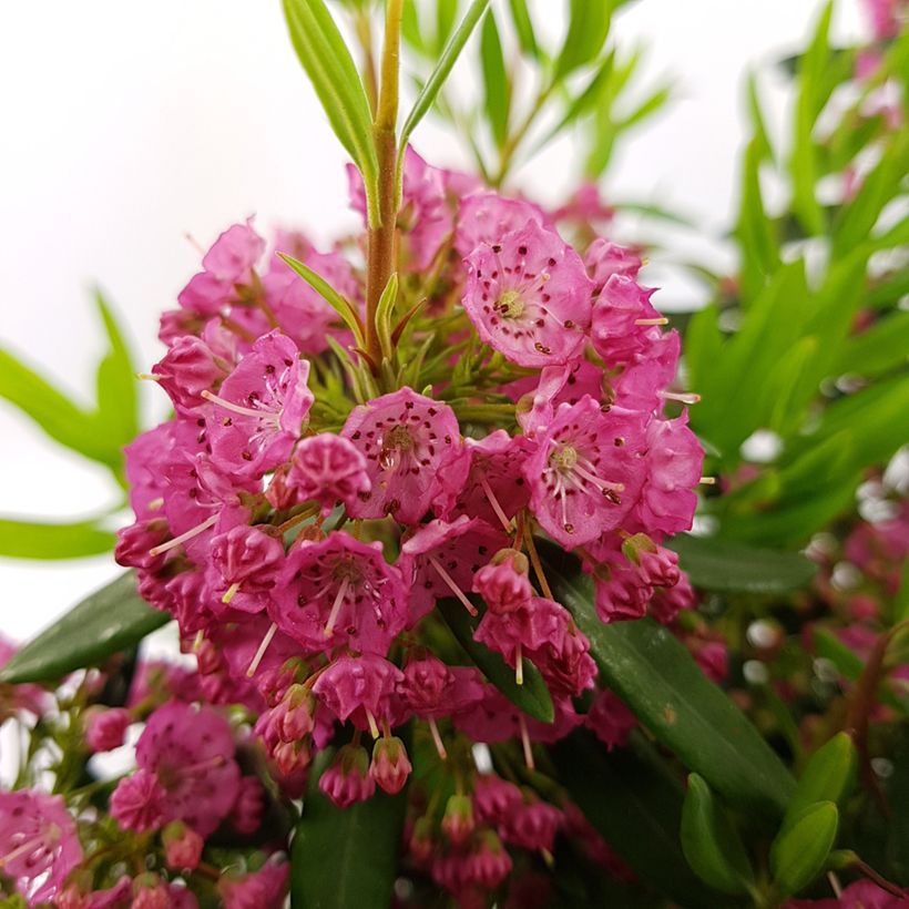 Kalmia angustifolia Rubra (Floração)