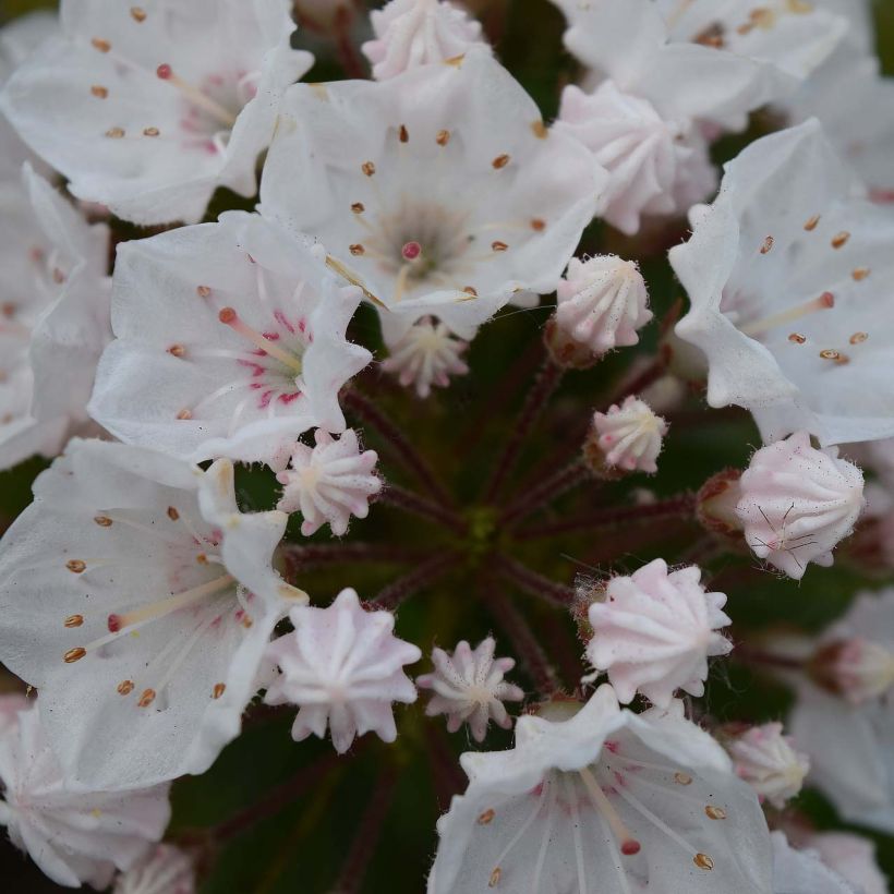 Kalmia latifolia Elf (Floração)