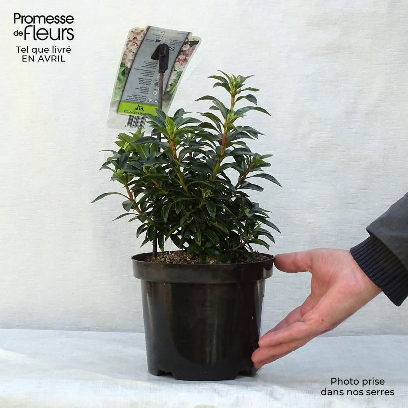 Amostra de Kalmia latifolia Elf Vaso de 3 L/4 L tal como entregue na primavera