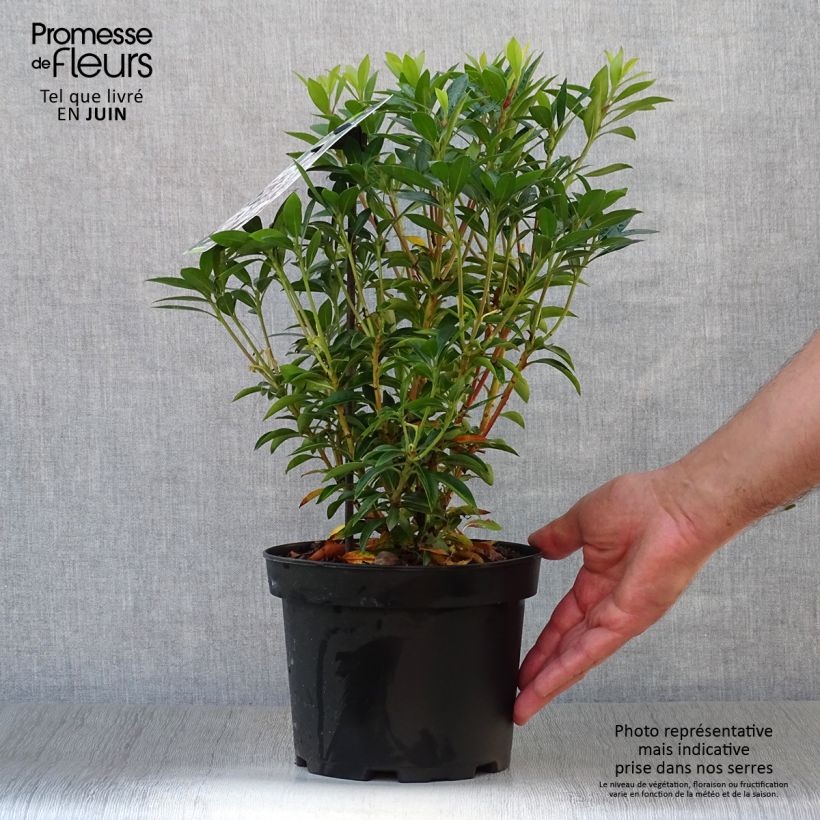 Amostra de Kalmia latifolia Elf Vaso de 3 L/4 L tal como entregue no verão
