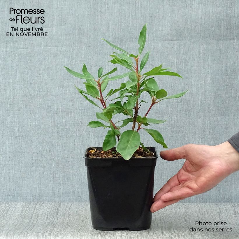 Amostra de Kalmia latifolia Ewa Vaso de 3 L/4 L tal como entregue no outono