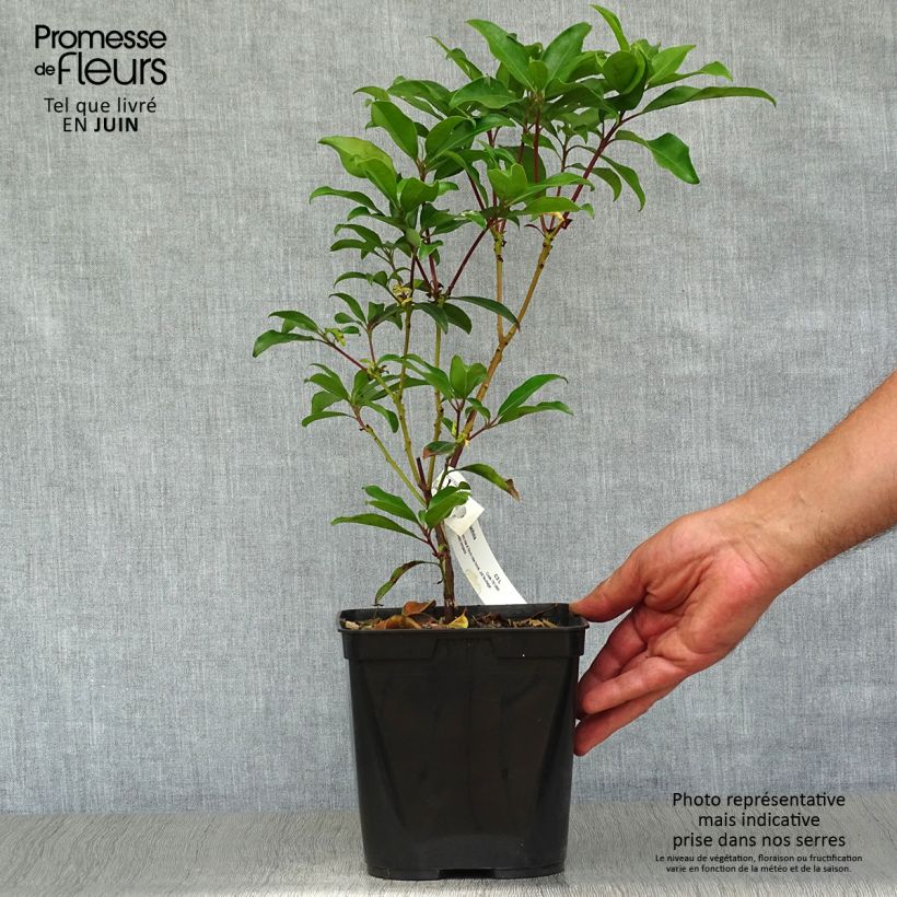Amostra de Kalmia latifolia Ewa Vaso de 3 L/4 L tal como entregue no verão
