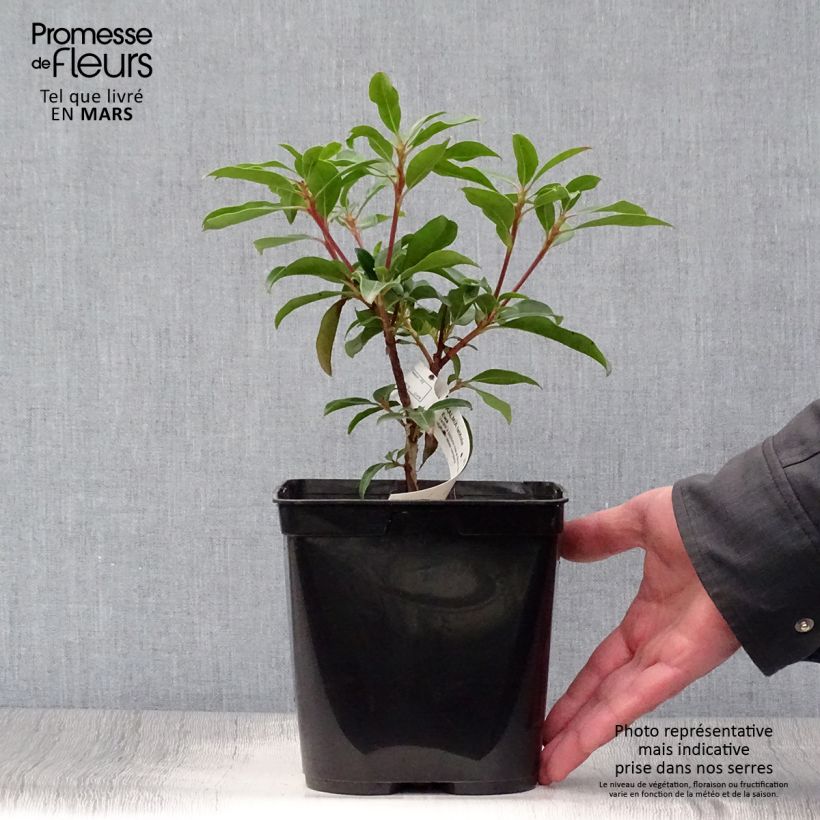 Amostra de Kalmia latifolia Ewa Vaso de 3 L/4 L tal como entregue na primavera