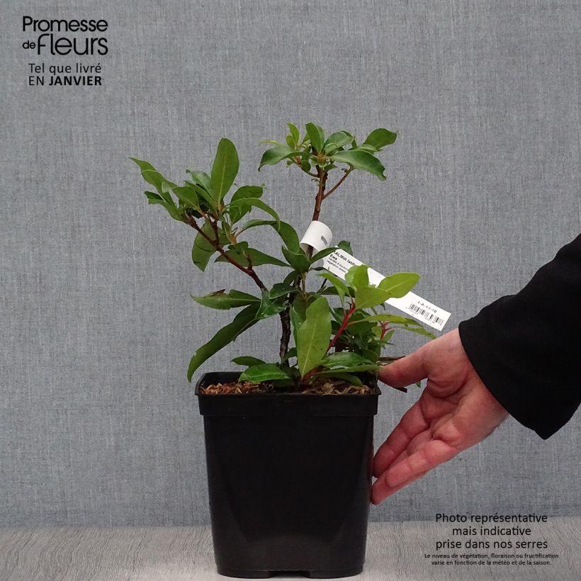 Amostra de Kalmia latifolia Ewa - Laurier des montagnes rose pâle veiné de pourpre Vaso de 3 L/4 L tal como entregue no inverno