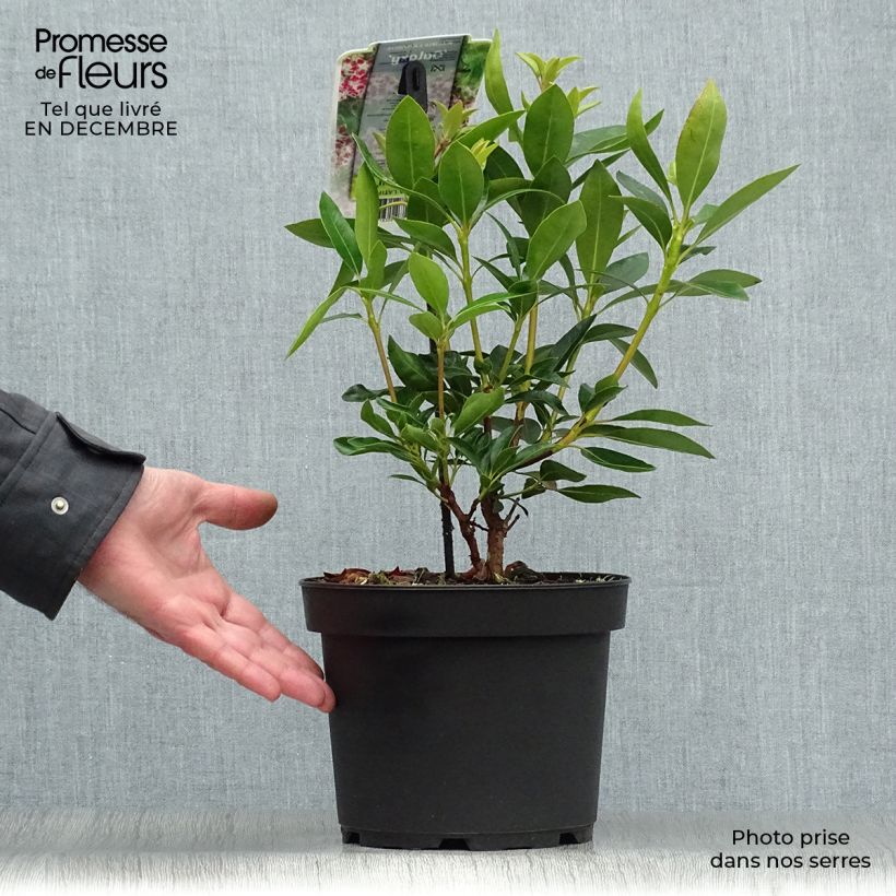 Amostra de Kalmia latifolia Galaxy - Laurier des montagnes Pot de 4L/5L tal como entregue no inverno