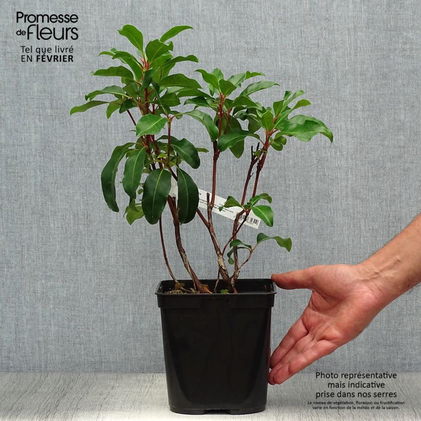 Amostra de Kalmia latifolia Keepsake Vaso de 2 L/3 L tal como entregue no outono
