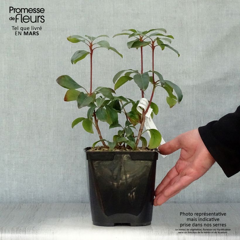 Amostra de Kalmia latifolia Keepsake Vaso de 2 L/3 L tal como entregue na primavera