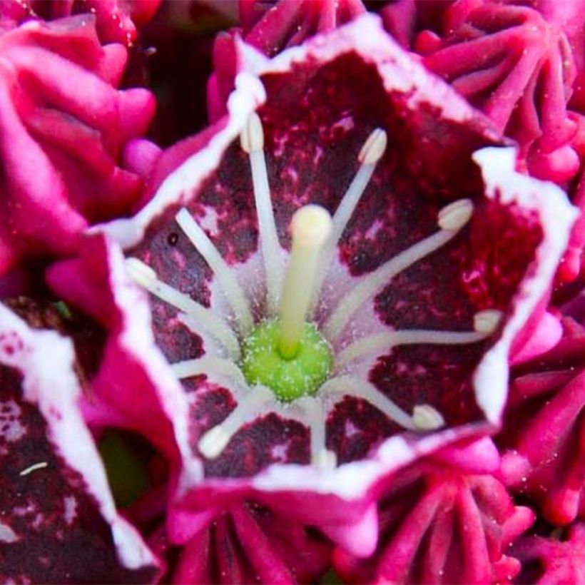 Kalmia latifolia Keepsake (Floração)