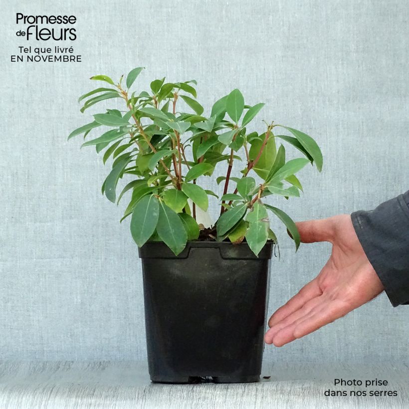 Amostra de Kalmia latifolia Latchmin Vaso de 4 L/5 L tal como entregue no outono