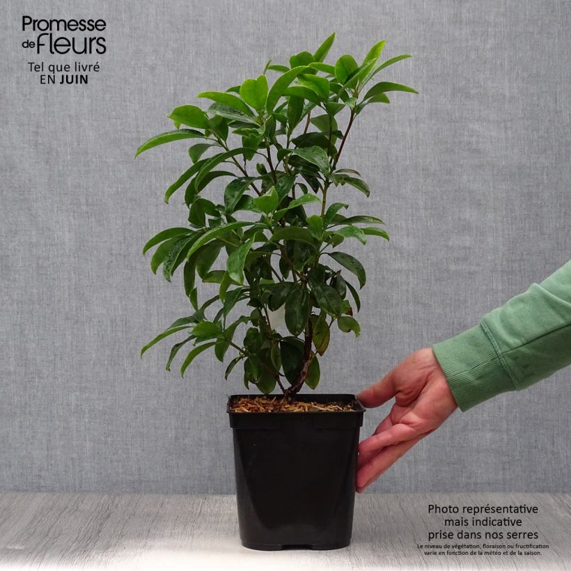 Amostra de Kalmia latifolia Latchmin Vaso de 4 L/5 L tal como entregue no verão