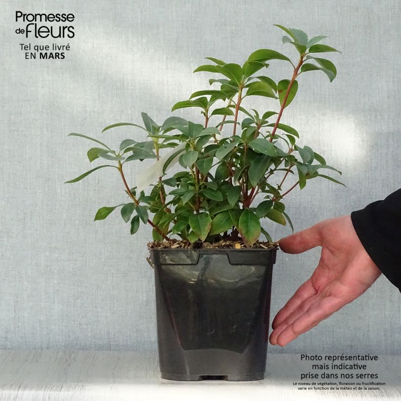 Amostra de Kalmia latifolia Latchmin - Laurier des montagnes Vaso de 4 L/5 L tal como entregue na primavera