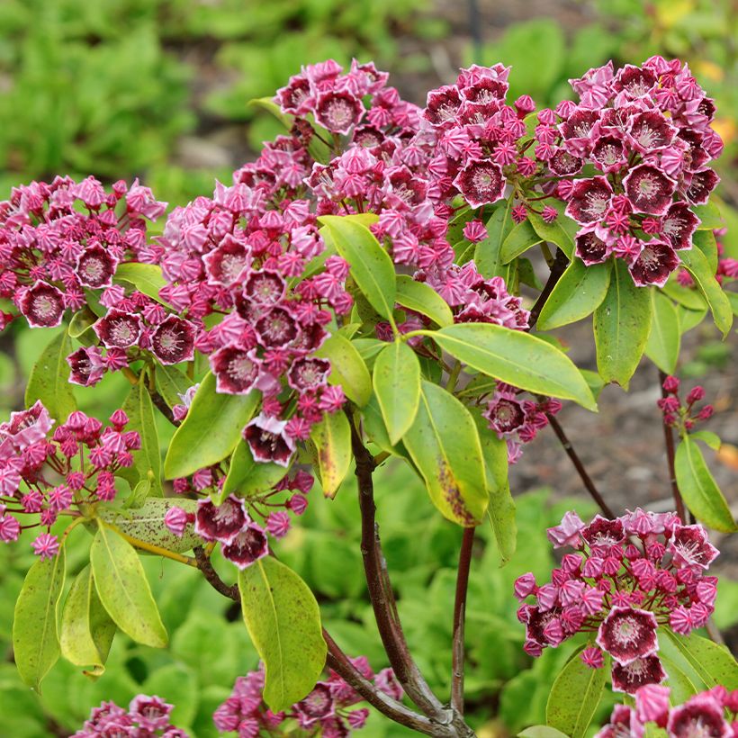 Kalmia latifolia Latchmin (Floração)