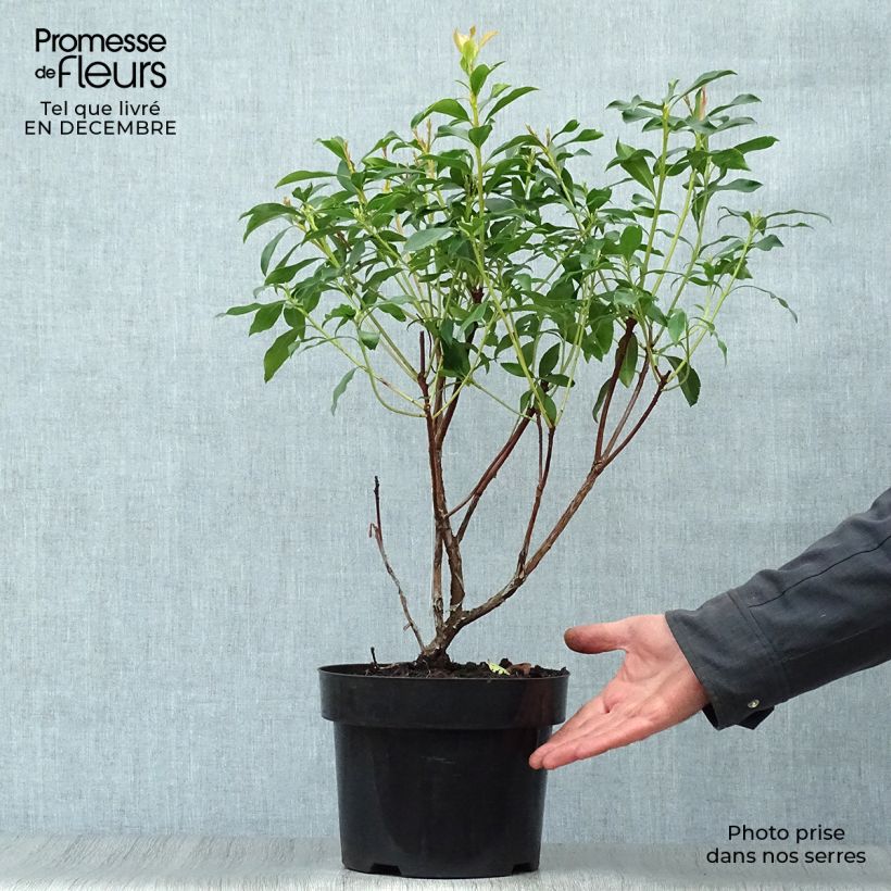 Amostra de Kalmia latifolia - Laurier des montagnes rose pâle Vaso de 2 L/3 L tal como entregue no inverno