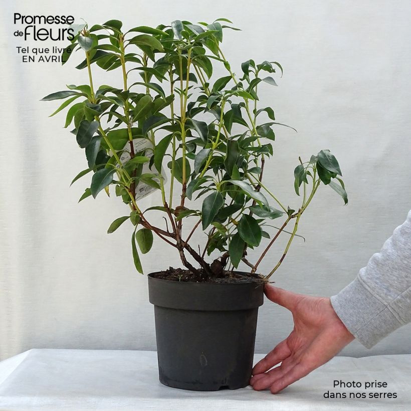 Amostra de Kalmia latifolia Vaso de 2 L/3 L tal como entregue na primavera