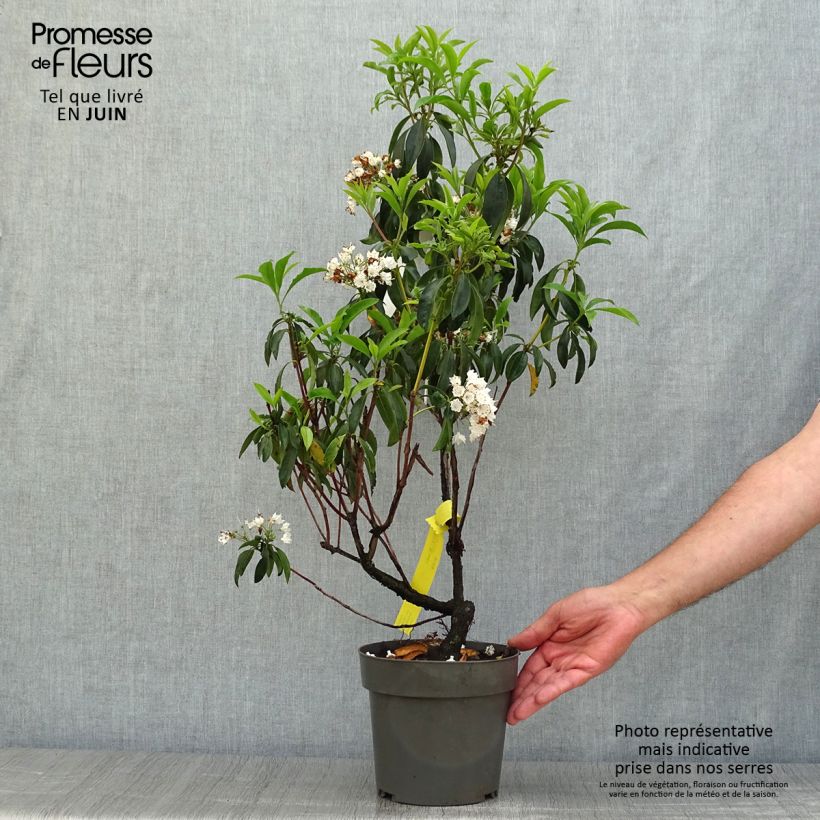 Amostra de Kalmia latifolia Vaso de 2 L/3 L tal como entregue no verão