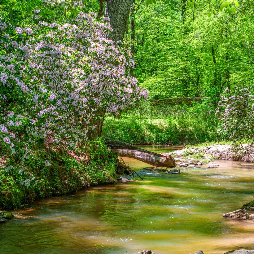Kalmia latifolia (Hábito)