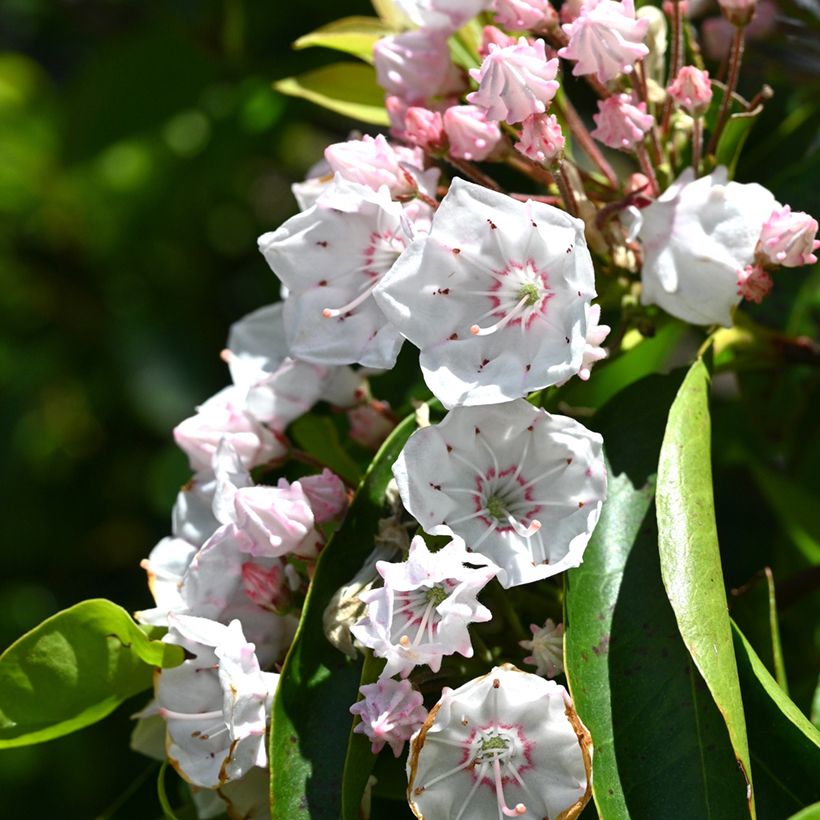 Kalmia latifolia (Floração)