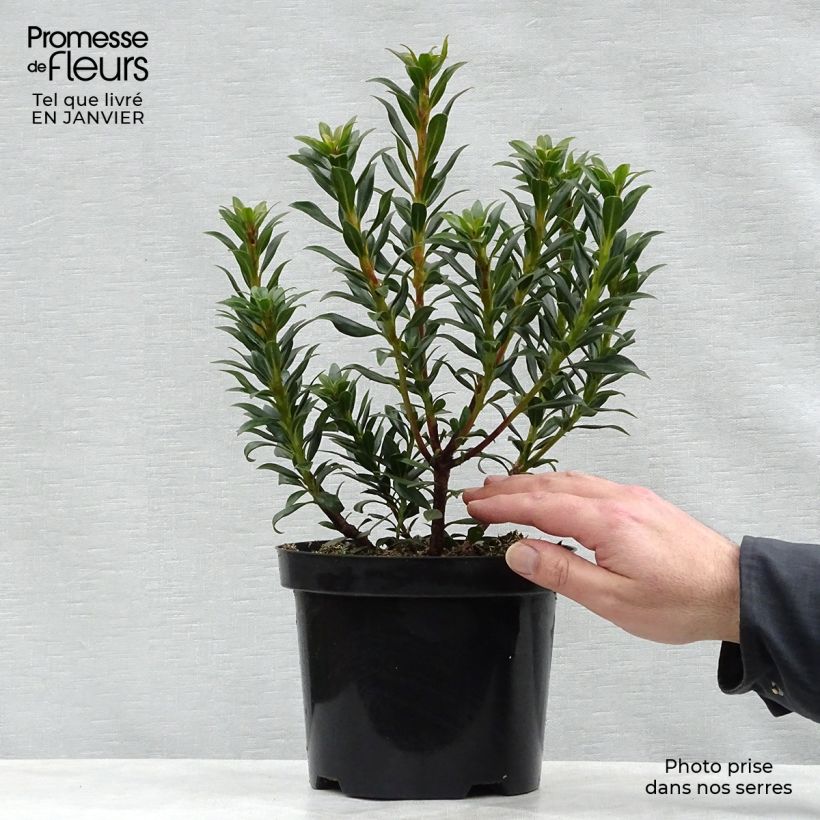 Amostra de Kalmia latifolia Minuet - Laurier des montagnes Vaso de 2 L/3 L tal como entregue no inverno