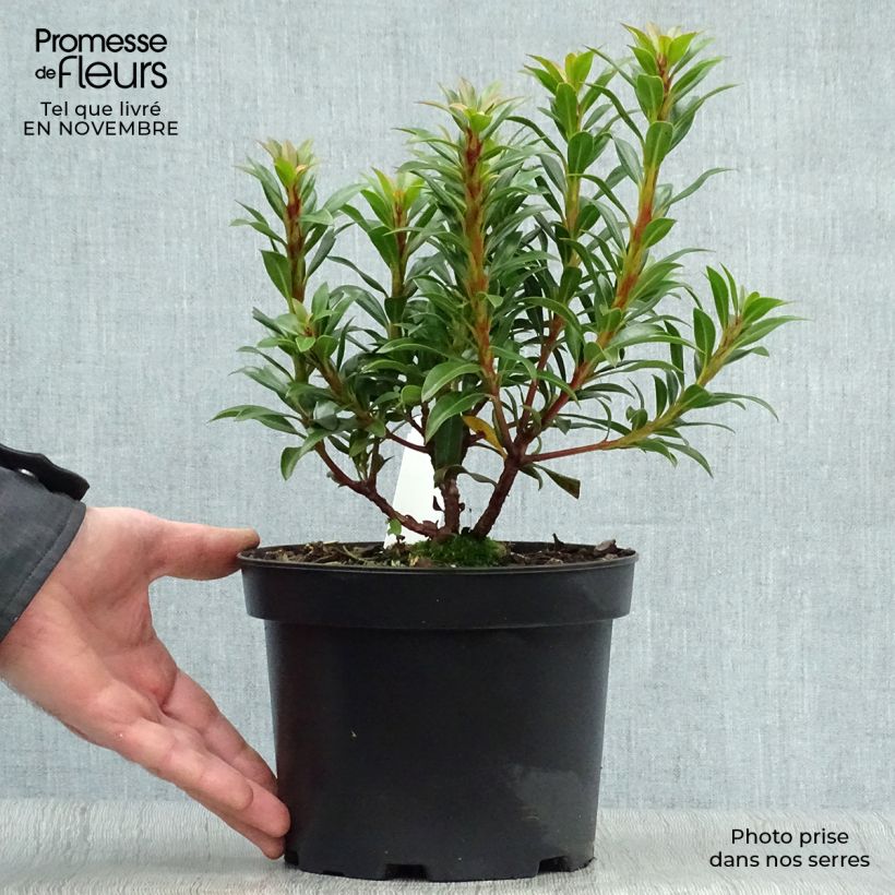 Amostra de Kalmia latifolia Minuet Vaso de 2 L/3 L tal como entregue no outono