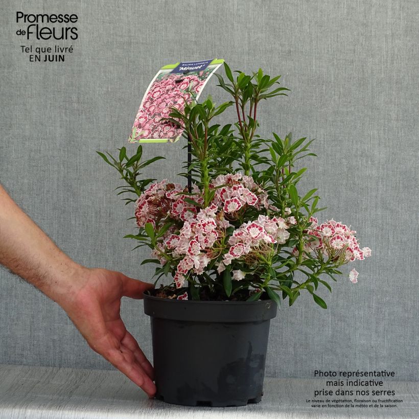 Amostra de Kalmia latifolia Minuet Vaso de 2 L/3 L tal como entregue no verão