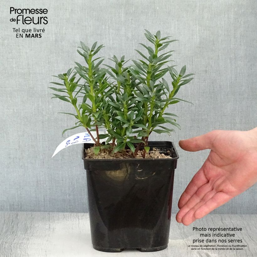 Amostra de Kalmia latifolia Minuet Vaso de 2 L/3 L tal como entregue na primavera