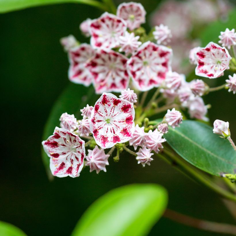 Kalmia latifolia Minuet (Floração)