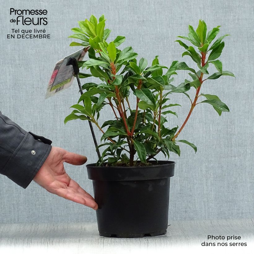 Amostra de Kalmia latifolia Olympic Fire - Laurier des montagnes  rose vif et blanc Vaso de 3 L/4 L tal como entregue no inverno