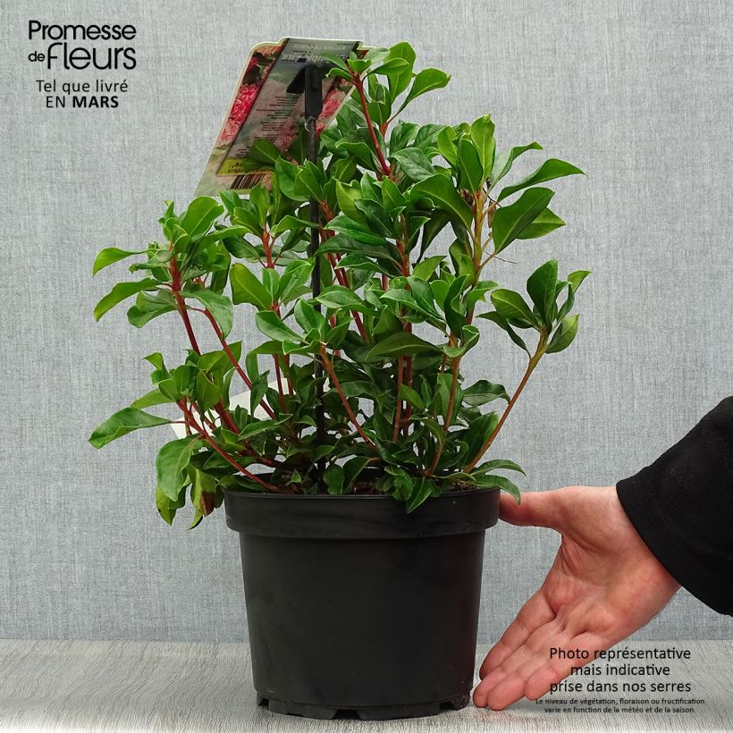 Amostra de Kalmia latifolia Olympic Fire Vaso de 3 L/4 L tal como entregue na primavera