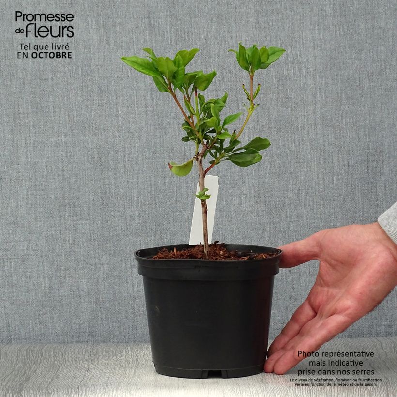 Amostra de Kalmia latifolia Otsbo Red Vaso de 2 L/3 L tal como entregue no outono