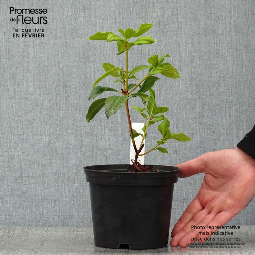 Amostra de Kalmia latifolia Otsbo Red - Laurier des montagnes rouge et rose vif. Vaso de 2 L/3 L tal como entregue no inverno