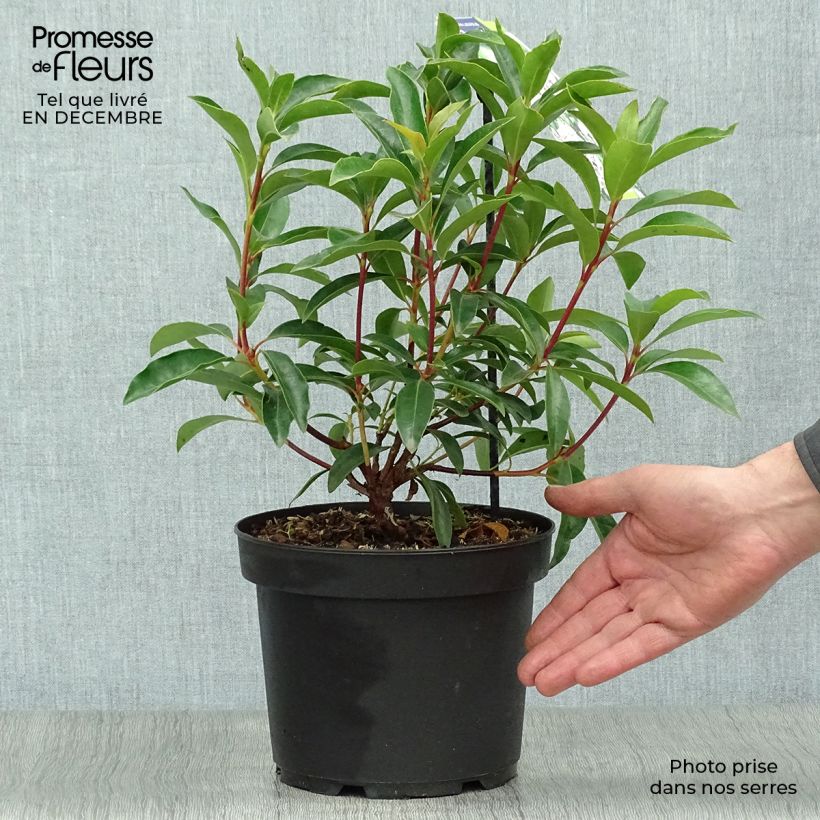 Amostra de Kalmia latifolia Peppermint - Laurier des montagnes rose très pâle à rayons rouges Vaso de 3 L/4 L tal como entregue no inverno