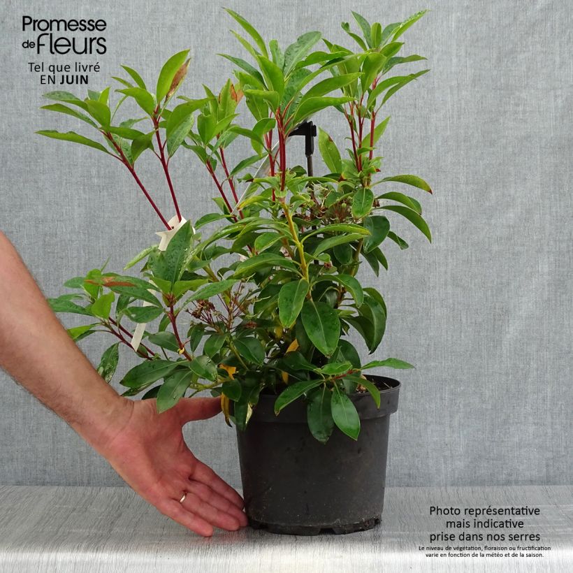 Amostra de Kalmia latifolia Peppermint Vaso de 3 L/4 L tal como entregue no verão