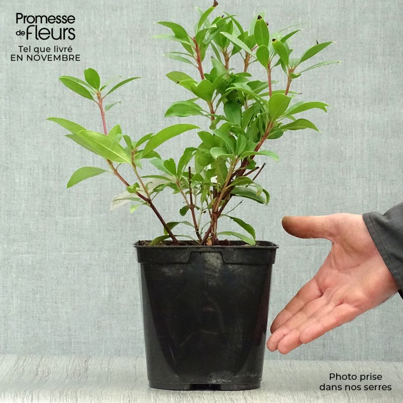 Amostra de Kalmia latifolia Pinkobello Vaso de 3 L/4 L tal como entregue no outono