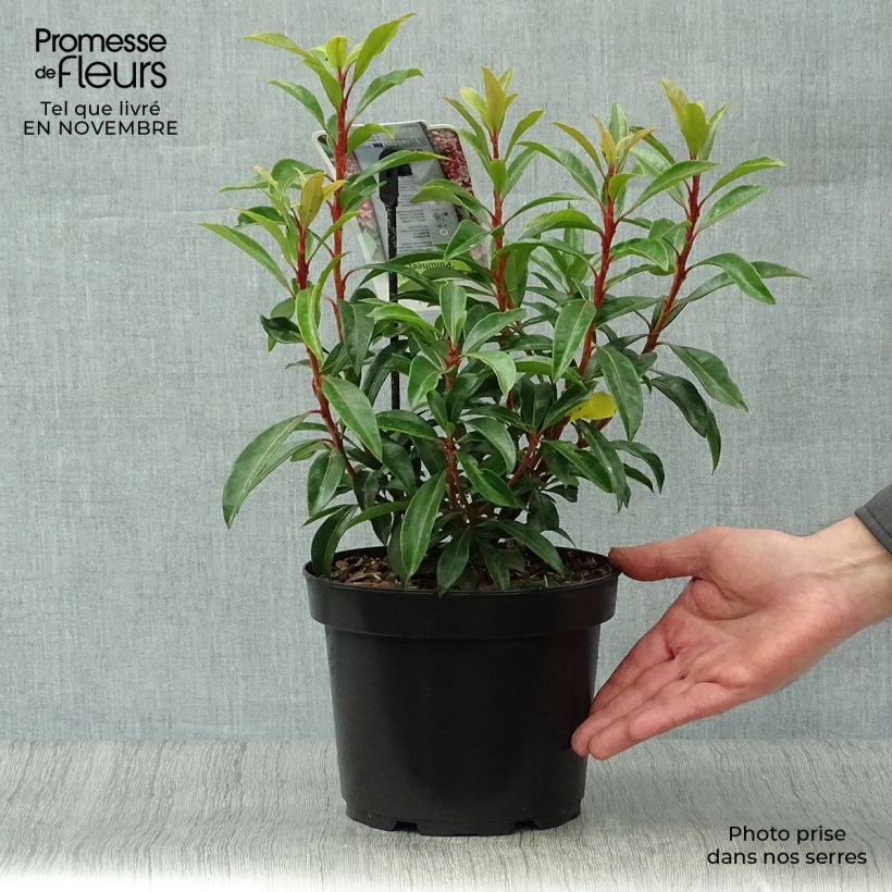 Amostra de Kalmia latifolia Pinwheel Vaso de 3 L/4 L tal como entregue no outono