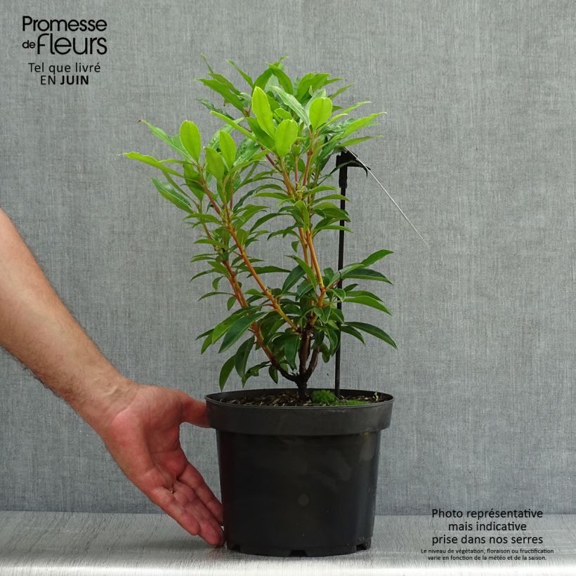Amostra de Kalmia latifolia Pinwheel Vaso de 3 L/4 L tal como entregue no verão