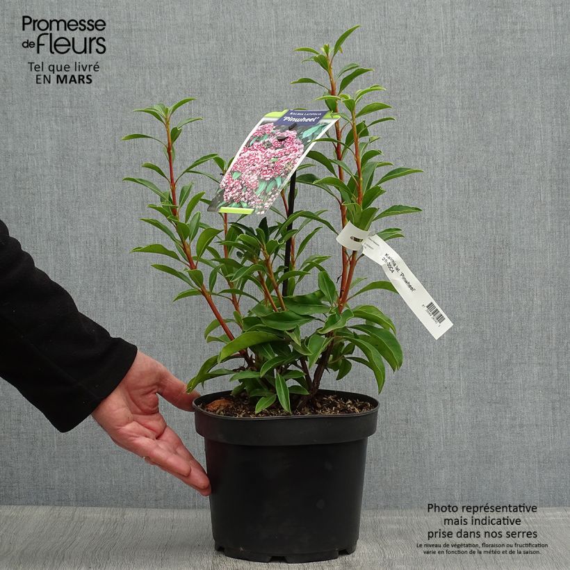 Amostra de Kalmia latifolia Pinwheel Vaso de 3 L/4 L tal como entregue na primavera