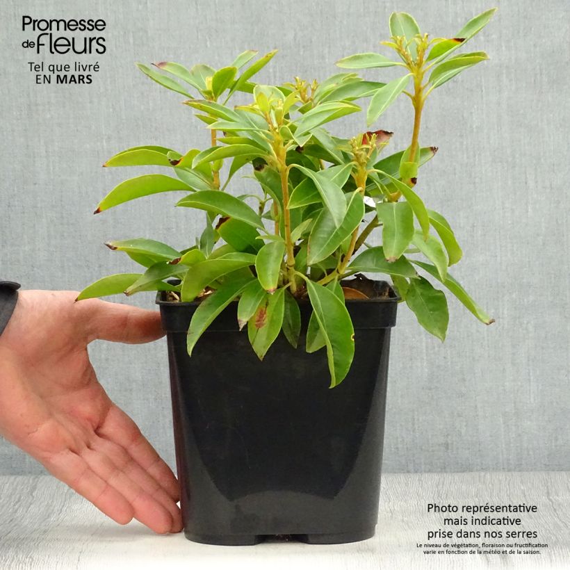 Amostra de Kalmia latifolia Tad Vaso de 3 L/4 L tal como entregue na primavera