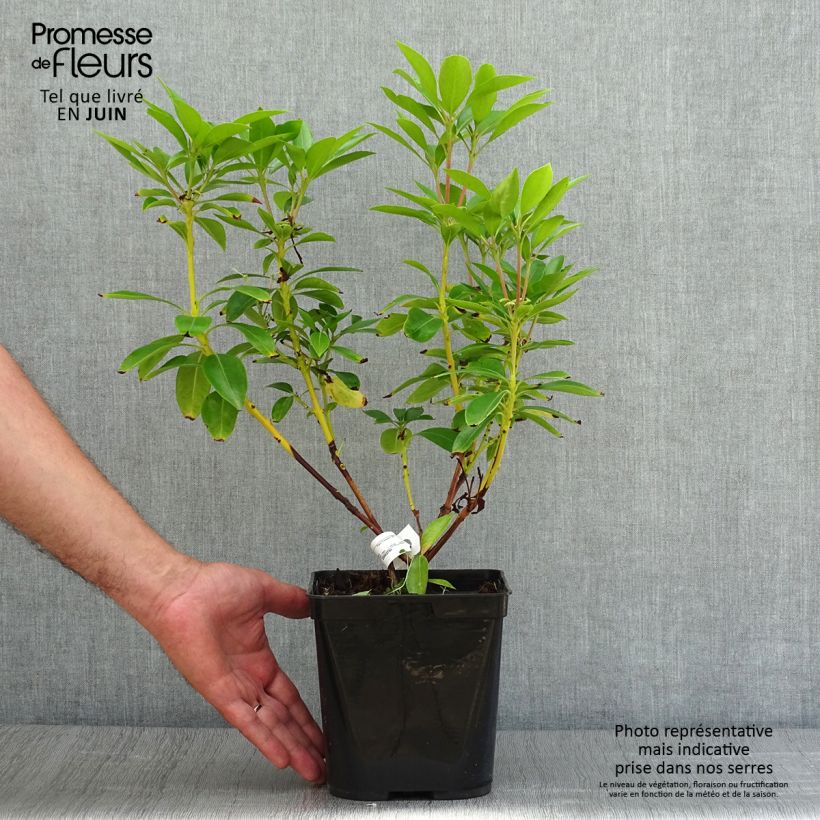 Amostra de Kalmia latifolia Tad Vaso de 3 L/4 L tal como entregue no verão
