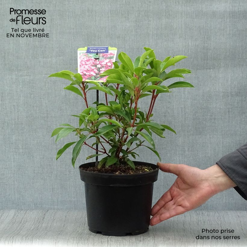 Amostra de Kalmia latifolia You Can Vaso de 2 L/3 L tal como entregue no outono
