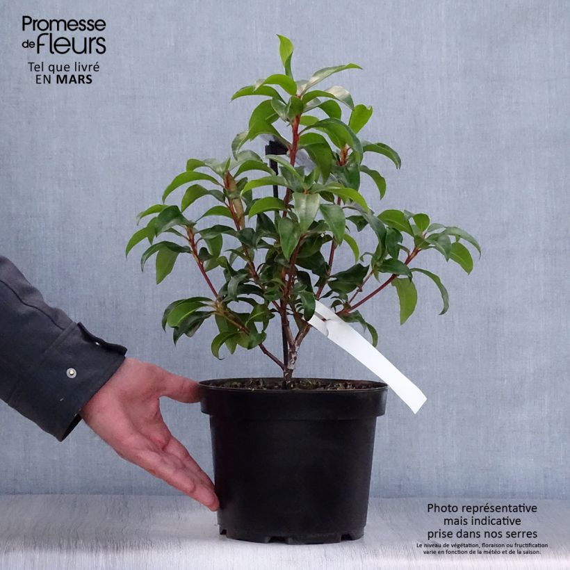 Amostra de Kalmia latifolia Zebulon Vaso de 3 L/4 L tal como entregue na primavera