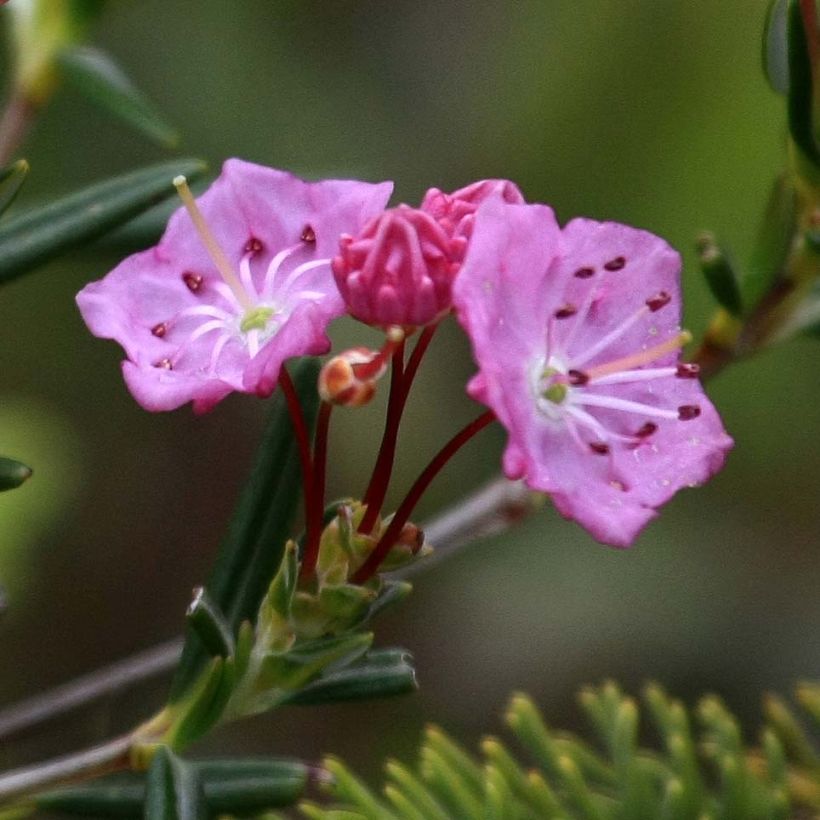 Kalmia polifolia (Floração)