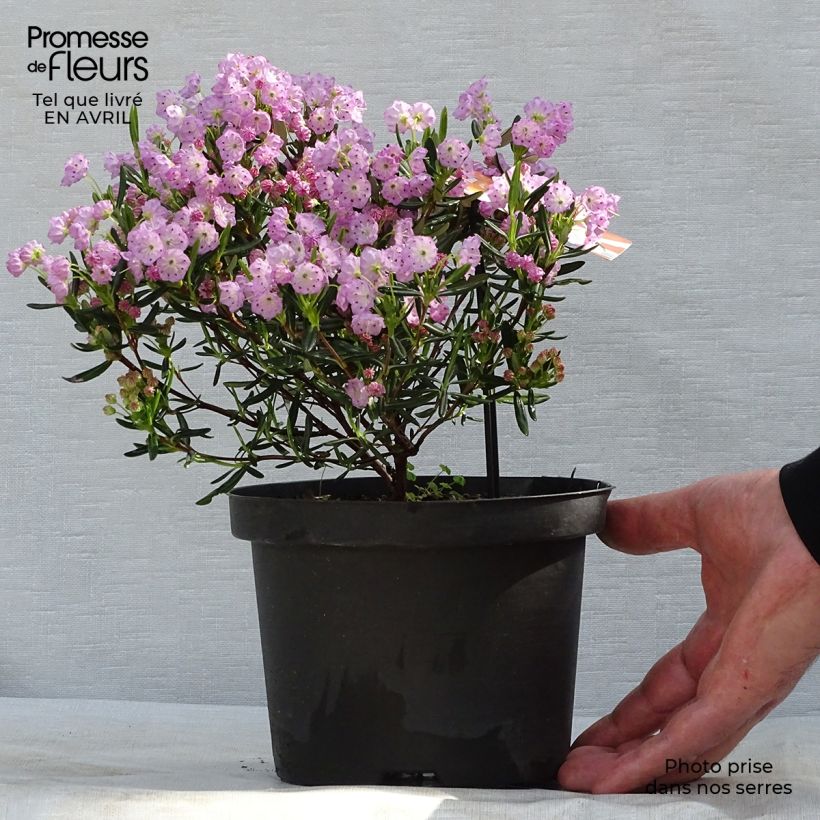 Amostra de Kalmia polifolia Vaso de 2 L/3 L tal como entregue na primavera